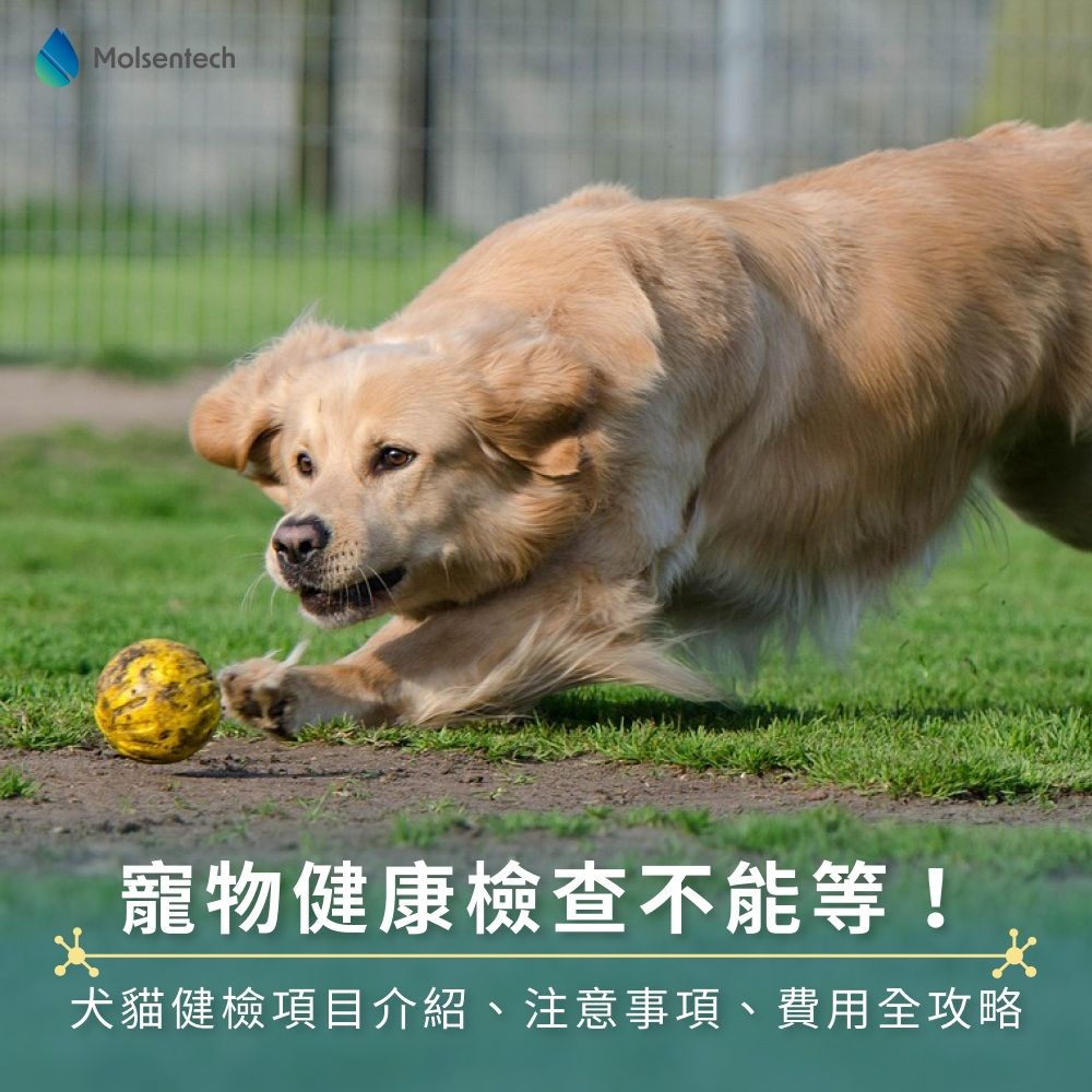 寵物健康檢查不能等！犬貓健檢項目介紹、注意事項、費用全攻略